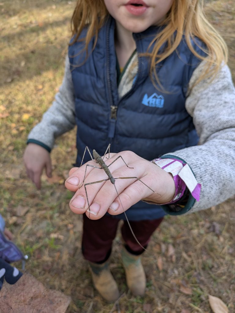 A Scout with a new friend -- Stick Bug! - Scouting 334 A Scout with a new friend -- Stick Bug!